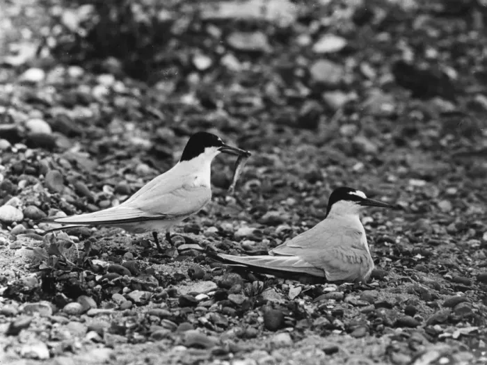 Framed Print : Little Terns Framed Print : Little Terns