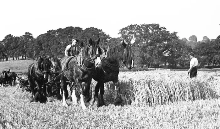 Framed Print : Little Weighton Harvesting early 1900s Framed Print : Little Weighton Harvesting early 1900s