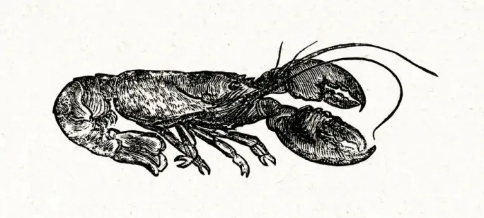 Framed Print : Little Women - a lobster for a special lunch Framed Print : Little Women - a lobster for a special lunch