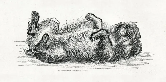 Framed Print : Little Women - Mop the dog lying on his back Framed Print : Little Women - Mop the dog lying on his back