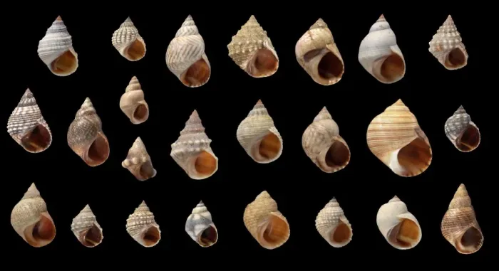 Framed Print : Littorina sp. periwinkle Framed Print : Littorina sp. periwinkle