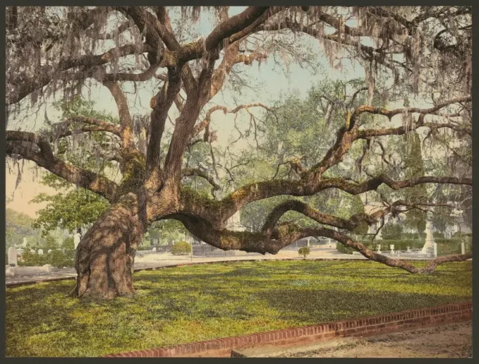 Framed Print : A live oak in Magnolia Cemetery, Charleston, S. C Framed Print : A live oak in Magnolia Cemetery, Charleston, S. C