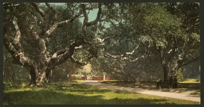 Framed Print : Live oaks at Berkely College Framed Print : Live oaks at Berkely College