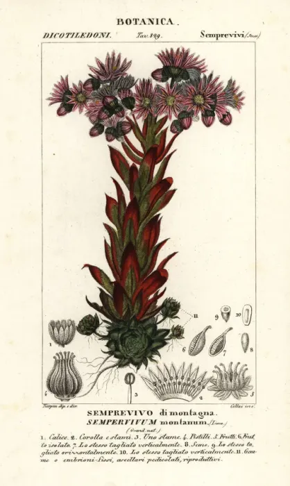 Framed Print : Liveforever or houseleek, Sempervivum montanum Framed Print : Liveforever or houseleek, Sempervivum montanum