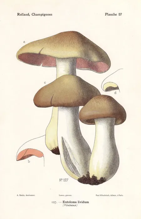 Framed Print : Livid entoloma or livid agaric, Entoloma sinuatum Framed Print : Livid entoloma or livid agaric, Entoloma sinuatum