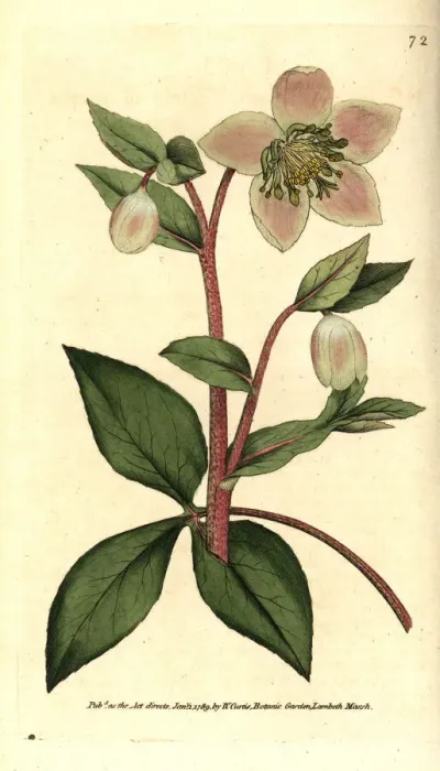 Framed Print : Livid or purple hellebore, Helleborus lividus Framed Print : Livid or purple hellebore, Helleborus lividus