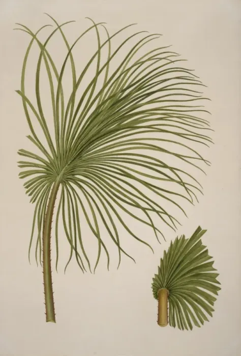 Framed Print : Livistona humilis, sand palm Framed Print : Livistona humilis, sand palm