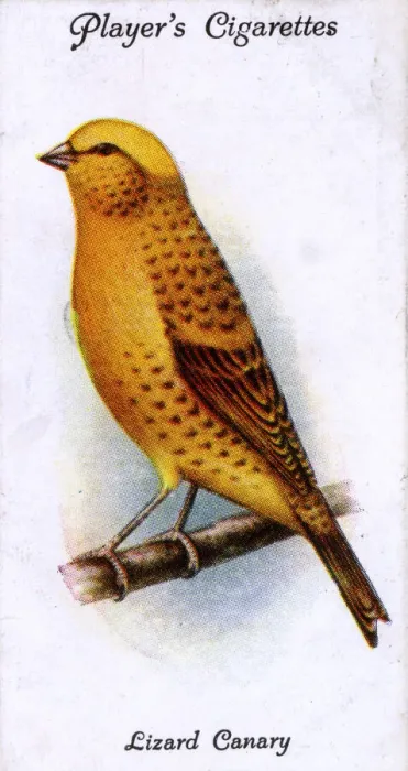 Framed Print : Lizard Canary Framed Print : Lizard Canary