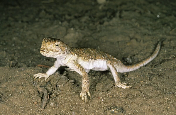 A lizard - disturbed on its feeding territory