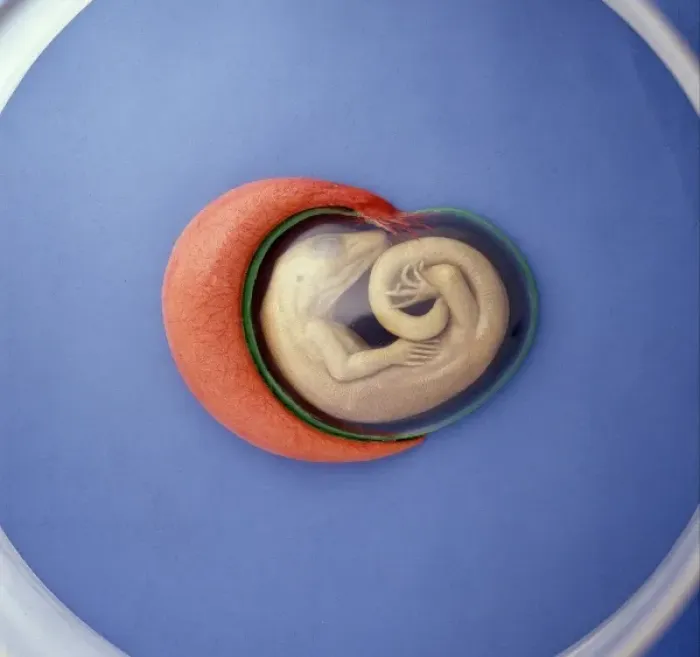 Framed Print : Lizard embryo Framed Print : Lizard embryo
