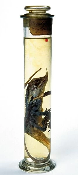 Lizard specimen held in the Darwin Centre