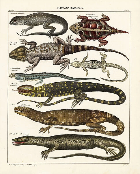 Lizard varieties