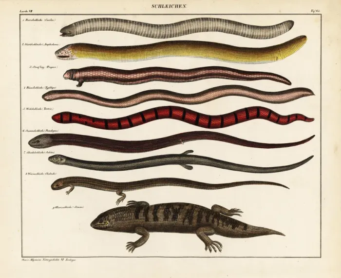 Framed Print : Lizards and skinks Framed Print : Lizards and skinks