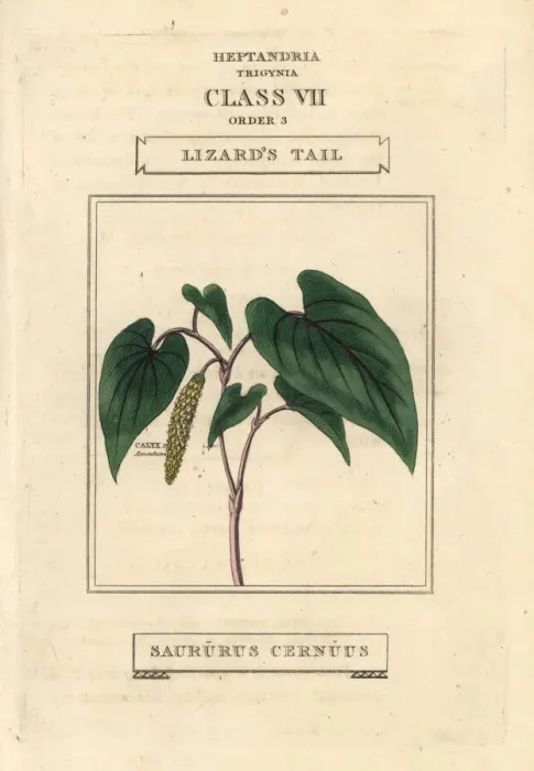 Framed Print : Lizards tail, Saururus cernuus Framed Print : Lizards tail, Saururus cernuus