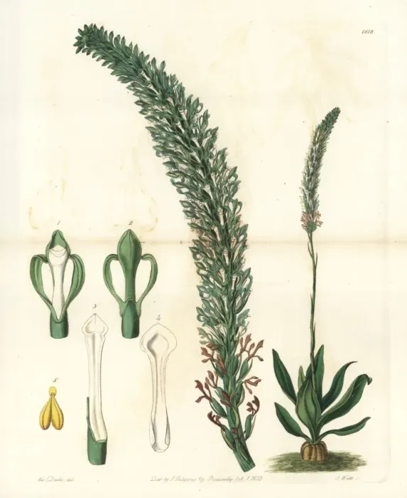 Framed Print : Lizards tongue orchid, Sauroglossum nitidum Framed Print : Lizards tongue orchid, Sauroglossum nitidum