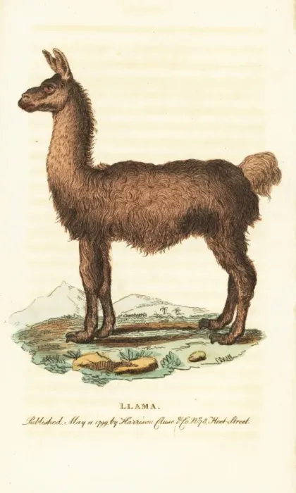 Framed Print : Llama, Lama glama Framed Print : Llama, Lama glama