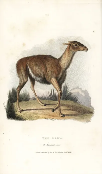 Framed Print : Llama, Lama glama Framed Print : Llama, Lama glama