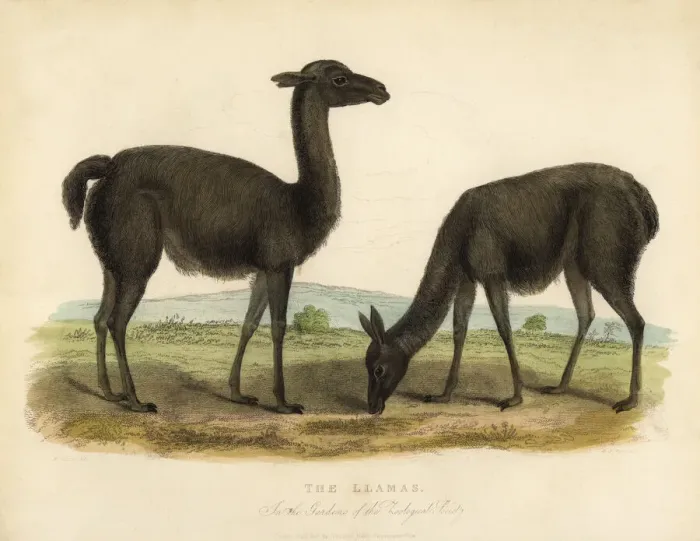 Framed Print : Llama, Lama glama Framed Print : Llama, Lama glama