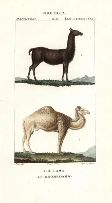 Framed Print : Llama, Lama glama, and dromedary camel, Camelus dromedarius Framed Print : Llama, Lama glama, and dromedary camel, Camelus dromedarius