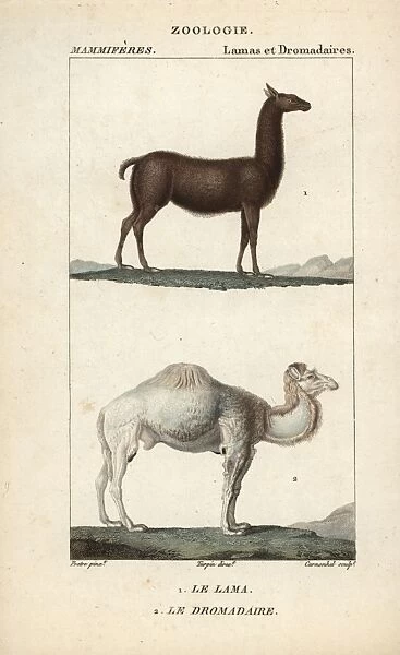 Llama, Lama glama, and dromedary camel, Camelus dromedarius