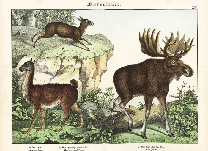 Framed Print : Llama, musk deer and elk Framed Print : Llama, musk deer and elk