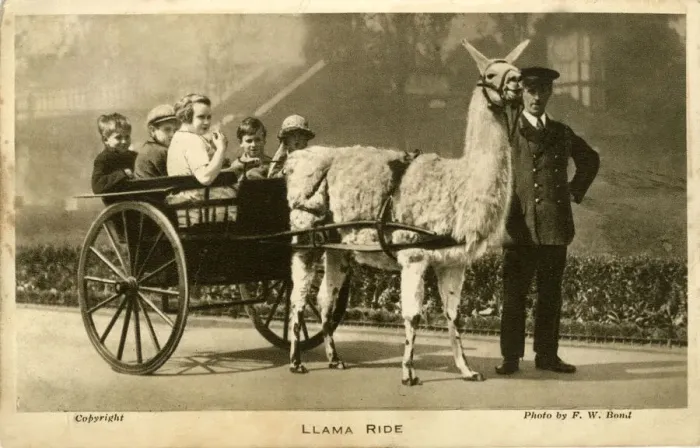 Framed Print : Llama Ride with keeper and children, London Zoo, London Framed Print : Llama Ride with keeper and children, London Zoo, London