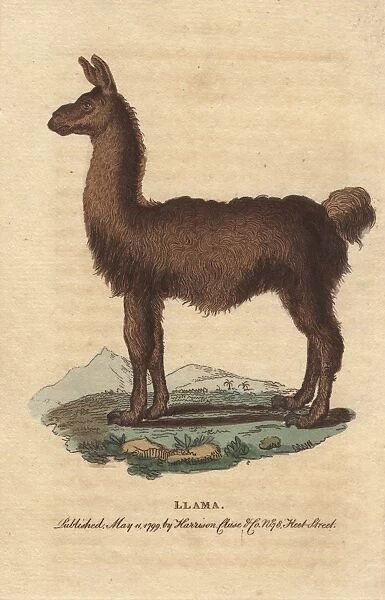 The llama, South American camelid, Lama glama