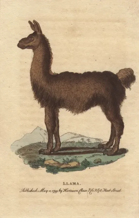 Framed Print : The llama, South American camelid, Lama glama Framed Print : The llama, South American camelid, Lama glama