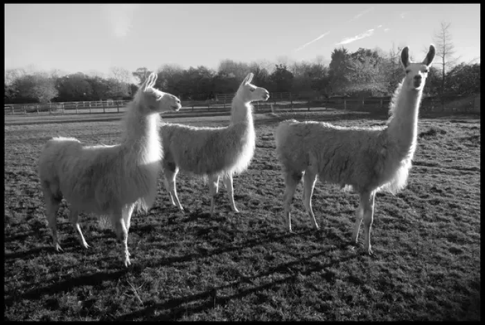 Framed Print : Llamas in a Hertfordshire field Framed Print : Llamas in a Hertfordshire field