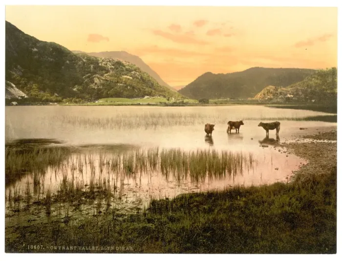 Framed Print : Llyn Dinas (cattle study), Gwynant Valley, Wales Framed Print : Llyn Dinas (cattle study), Gwynant Valley, Wales