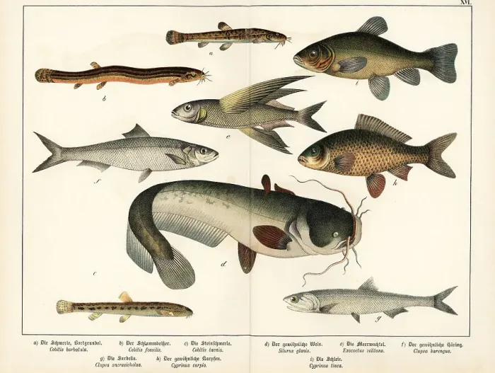 Framed Print : Loach, flyingfish, herring, anchovy, carp, etc Framed Print : Loach, flyingfish, herring, anchovy, carp, etc