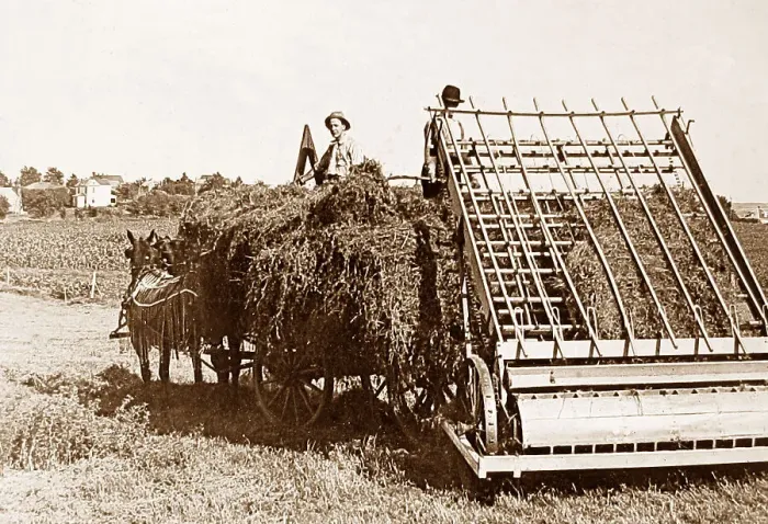 Framed Print : Loading Alfalfa Hay Lincoln Nebraska USA early 1900s Framed Print : Loading Alfalfa Hay Lincoln Nebraska USA early 1900s