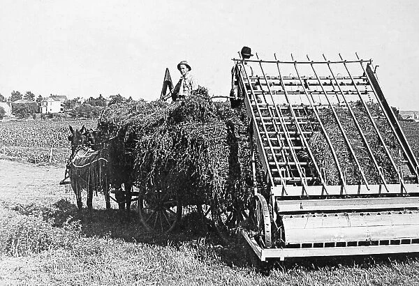 Loading Alfalfa Hay Lincoln Nebraska USA early 1900s