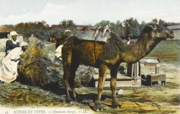 Framed Print : Loading up a camel - Algeria Framed Print : Loading up a camel - Algeria