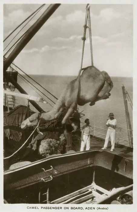 Framed Print : Loading a Camel onto a ship at Aden, Yemen Framed Print : Loading a Camel onto a ship at Aden, Yemen