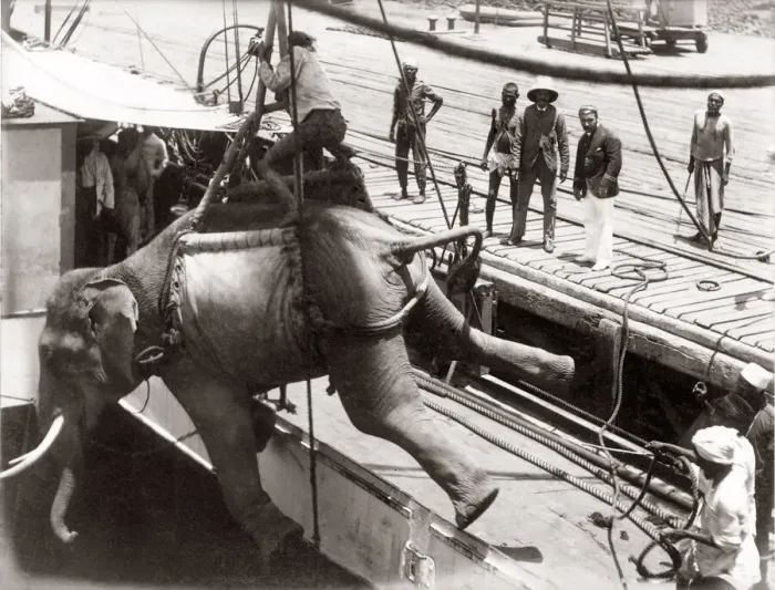 Framed Print : Loading an elephant onto a ship, Burma, 1880 s Framed Print : Loading an elephant onto a ship, Burma, 1880 s