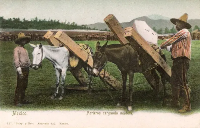 Framed Print : Loading timber-carrying Mules - Mexico Framed Print : Loading timber-carrying Mules - Mexico