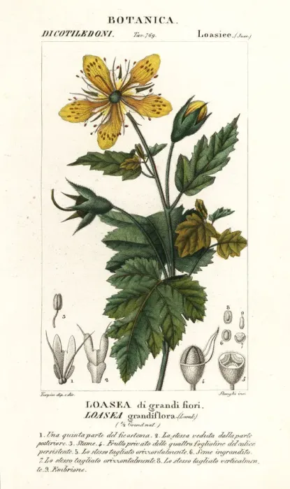 Framed Print : Loasea grandiflora Framed Print : Loasea grandiflora
