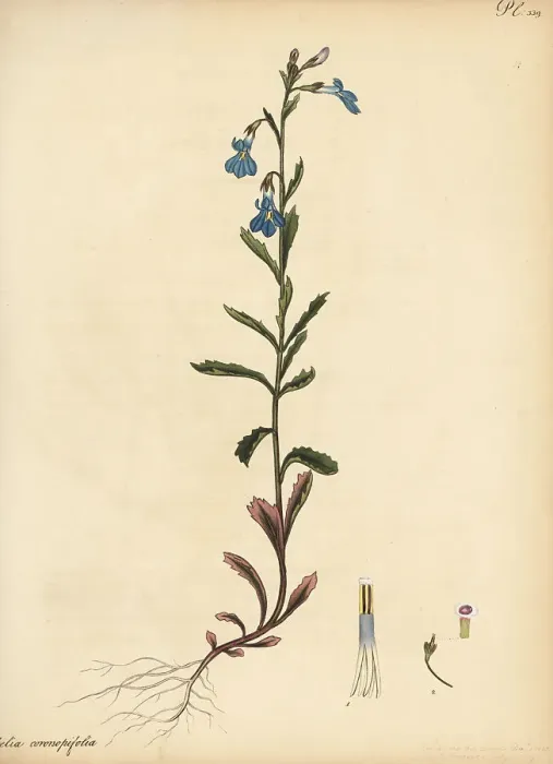 Framed Print : Lobelia coronopifolia Framed Print : Lobelia coronopifolia
