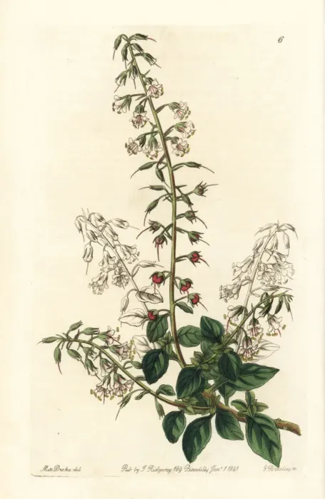 Framed Print : Lobelia-like loose-strife, Lysimachia lobelioides Framed Print : Lobelia-like loose-strife, Lysimachia lobelioides