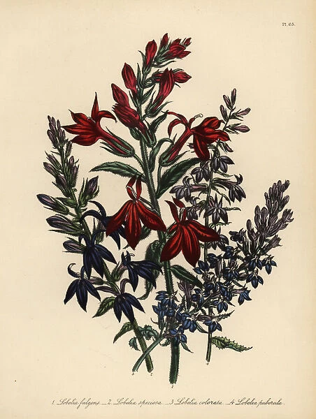 Lobelia species