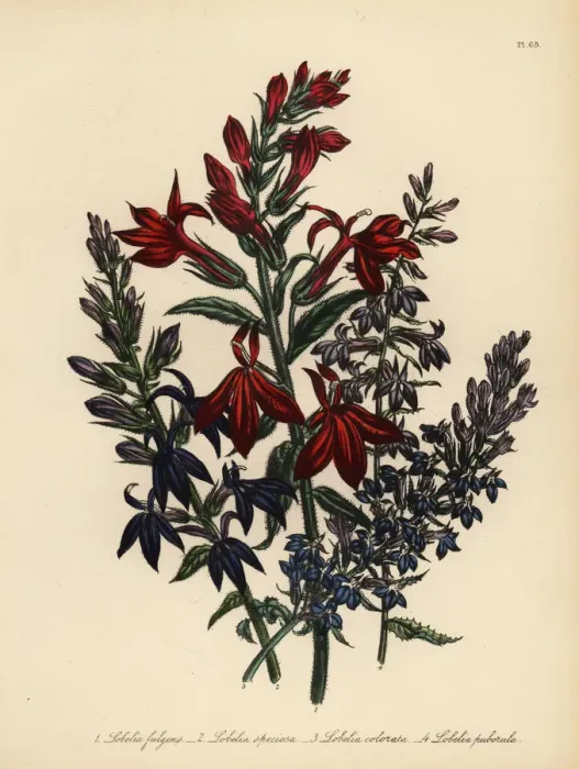 Framed Print : Lobelia species Framed Print : Lobelia species