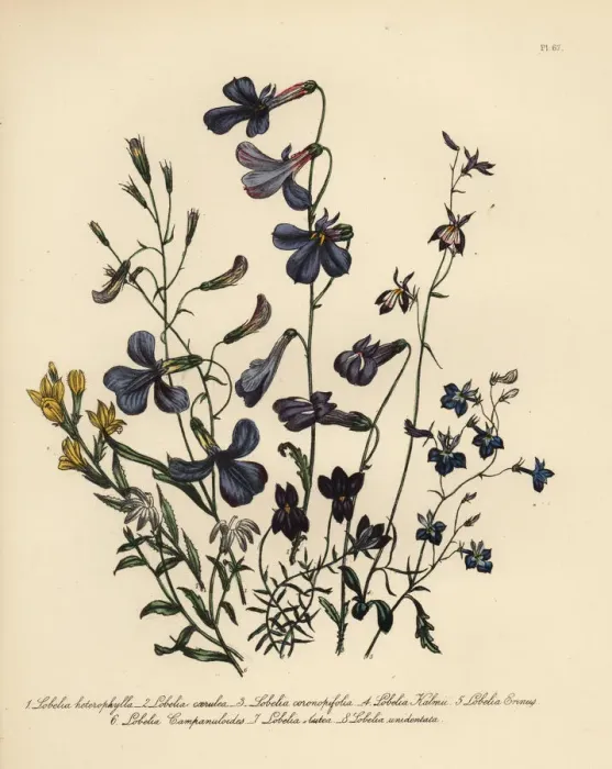 Framed Print : Lobelia species Framed Print : Lobelia species