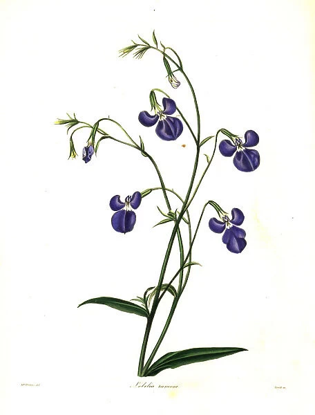 Lobelia tenuior (Branching lobelia, Lobelia ramosa)
