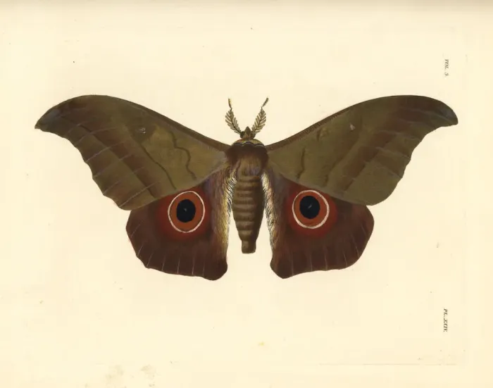 Framed Print : Lobobunaea phaedusa moth Framed Print : Lobobunaea phaedusa moth