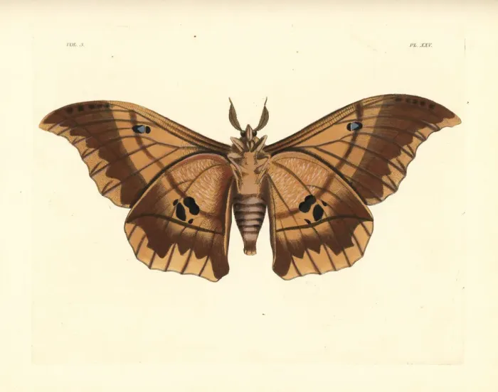 Framed Print : Lobobunaea phaedusa moth Framed Print : Lobobunaea phaedusa moth