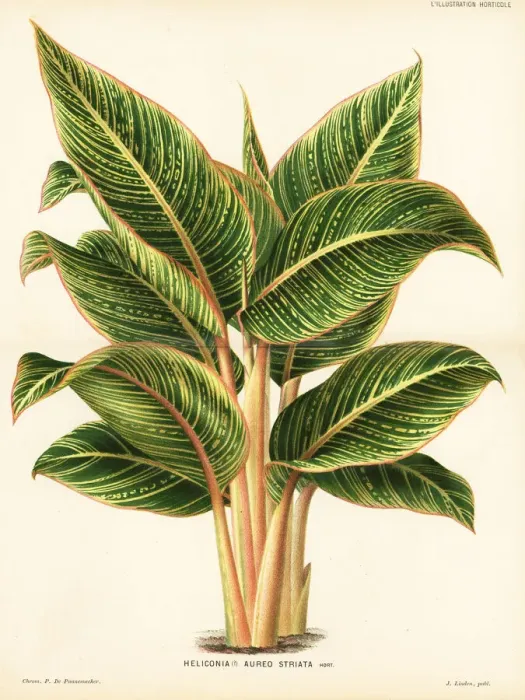 Framed Print : Lobster-claw plant, Heliconia wagneriana