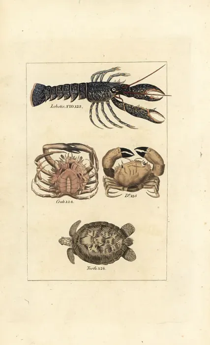 Framed Print : Lobster, crabs and turtle Framed Print : Lobster, crabs and turtle