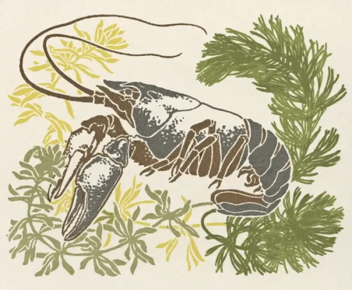 Framed Print : Lobster and seaweed Framed Print : Lobster and seaweed
