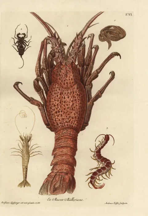 Framed Print : Lobster, shrimp, giant centipede and tapeworm Framed Print : Lobster, shrimp, giant centipede and tapeworm